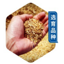 研發優勢